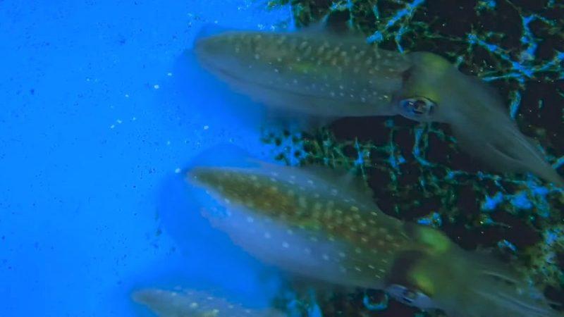 Kalamarların Tıpkı Bukalemunlar Gibi Kamufle Olduğu Ortaya Çıktı [Video]