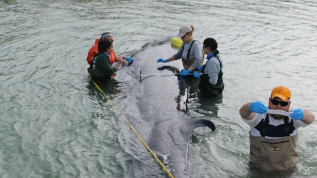 Bilim İnsanları, Meksika Körfezi’nde Yeni Bir Balina Türü Keşfetti