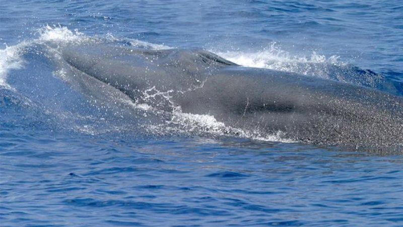Bilim İnsanları, Meksika Körfezi’nde Yeni Bir Balina Türü Keşfetti