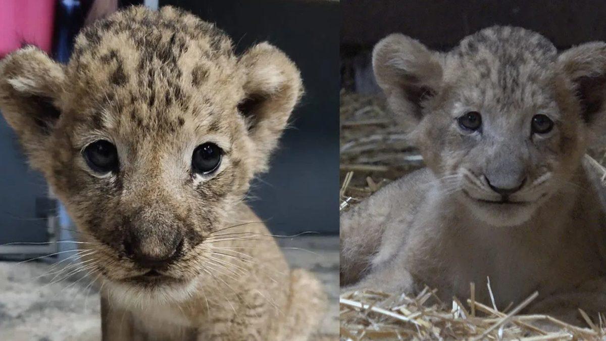 Yapay Döllenmeyle Dünyaya Gelen Yavru Aslan Simba’nın Fotoğrafları Paylaşıldı
