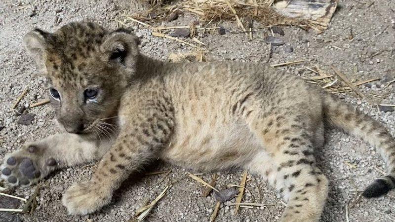 Yapay Döllenmeyle Dünyaya Gelen Yavru Aslan Simba’nın Fotoğrafları Paylaşıldı
