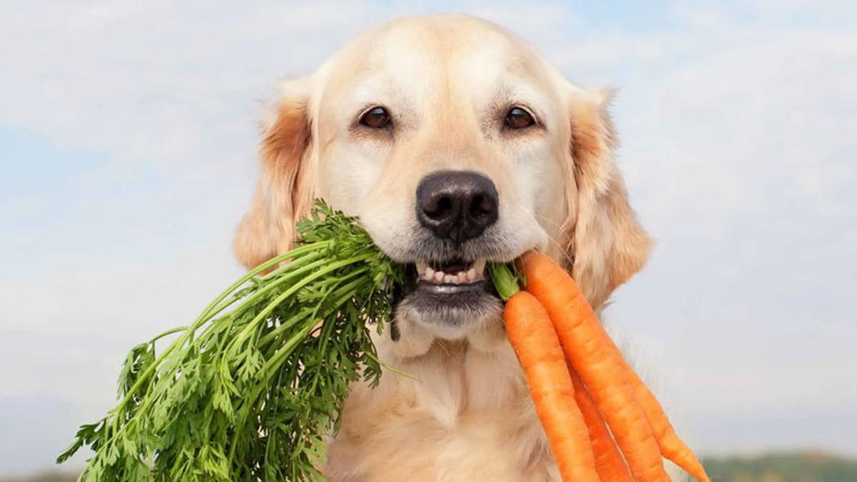 Vegan Tartışmalarını Arşa Çıkaracak Araştırma: Vegan Beslenen Köpekler Daha Sağlıklı Oluyor…