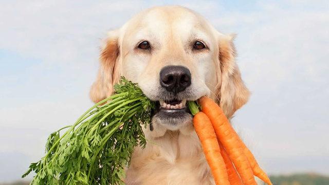 Vegan Tartışmalarını Arşa Çıkaracak Araştırma: Vegan Beslenen Köpekler Daha Sağlıklı Oluyor…