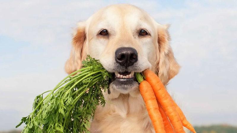 Vegan Tartışmalarını Arşa Çıkaracak Araştırma: Vegan Beslenen Köpekler Daha Sağlıklı Oluyor…