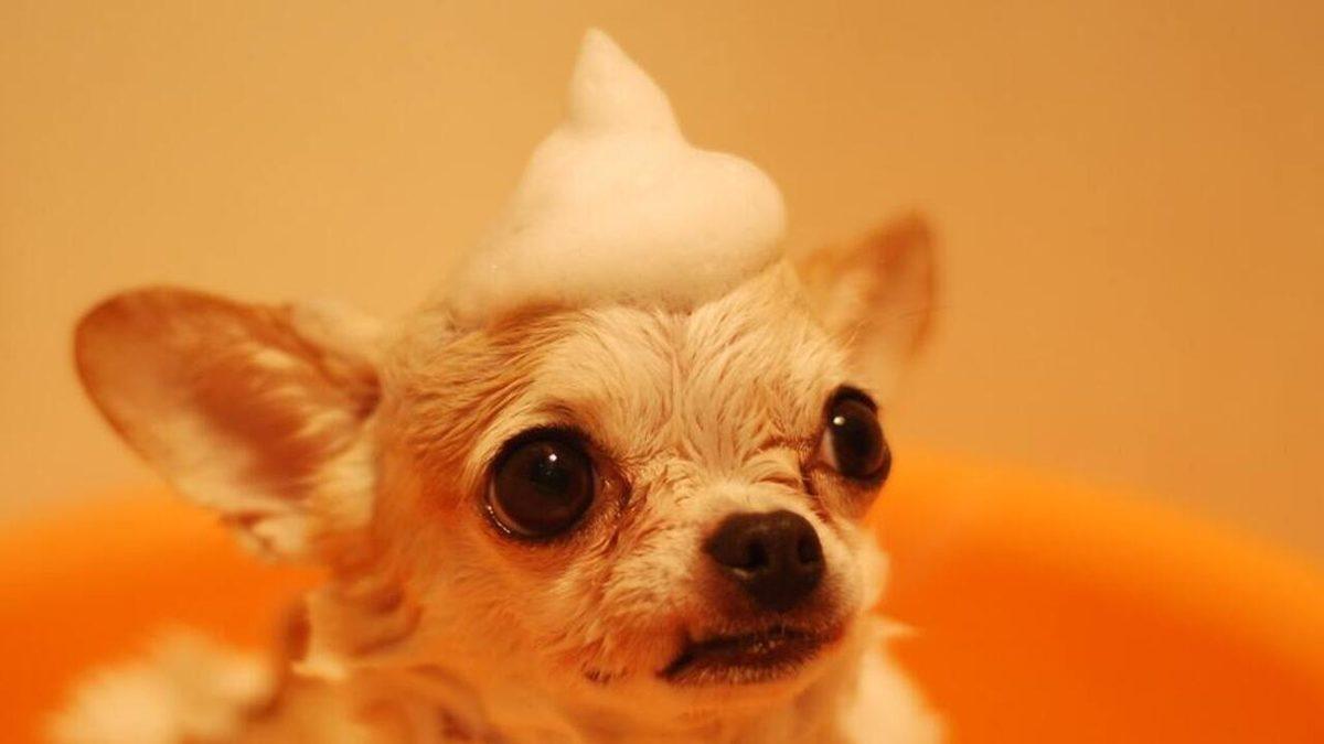 Psikolojiye Göre Evcil Hayvanlarımıza 