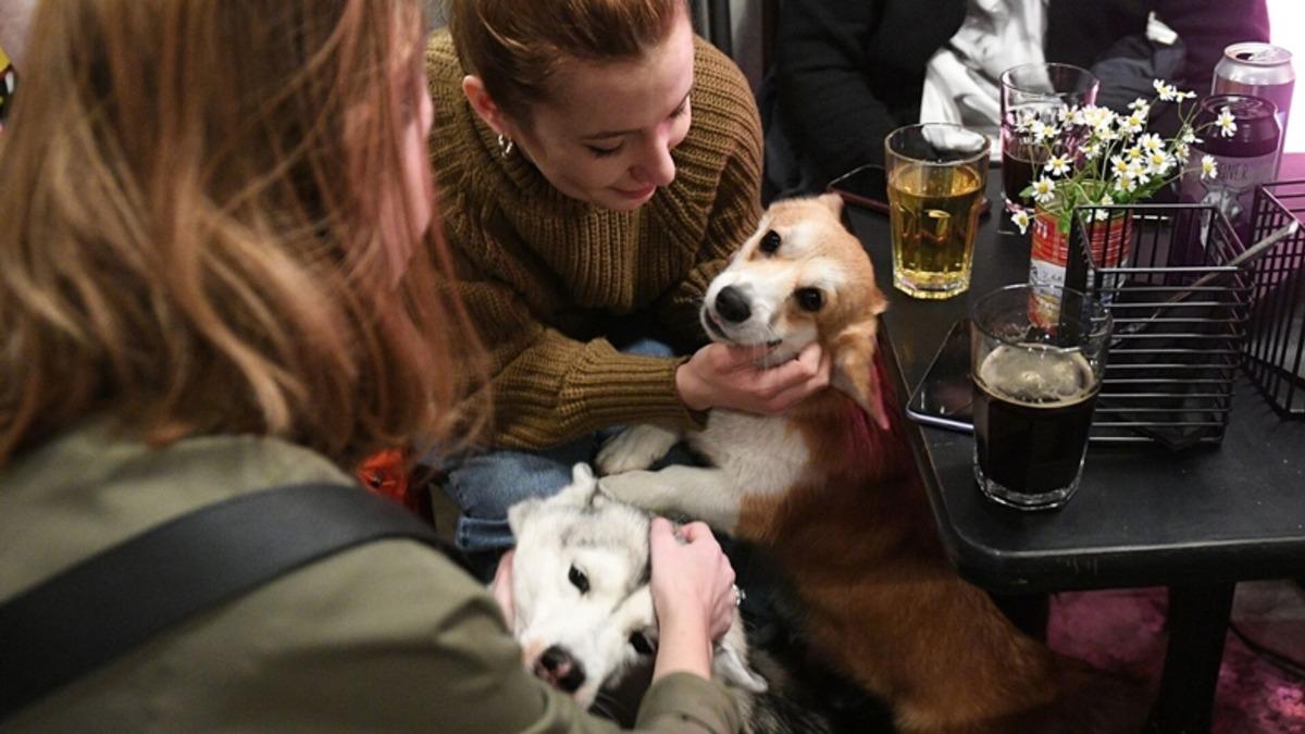 Psikolojiye Göre Evcil Hayvanlarımıza "Çocuğum!" Diyecek Kadar Bağlanmamızın Ardında Yatan Sebepler