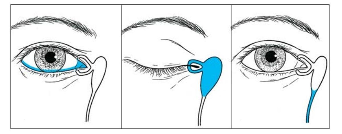 Göz Kapağınızın İç Kısmında Küçük Bir Delik Bulunduğunu Biliyor muydunuz? Peki Ne İşe Yarıyor?