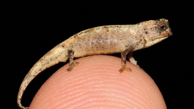 Boyutu Parmak Ucu Kadar Olan, Dünyanın En Küçük Sürüngeni Keşfedildi