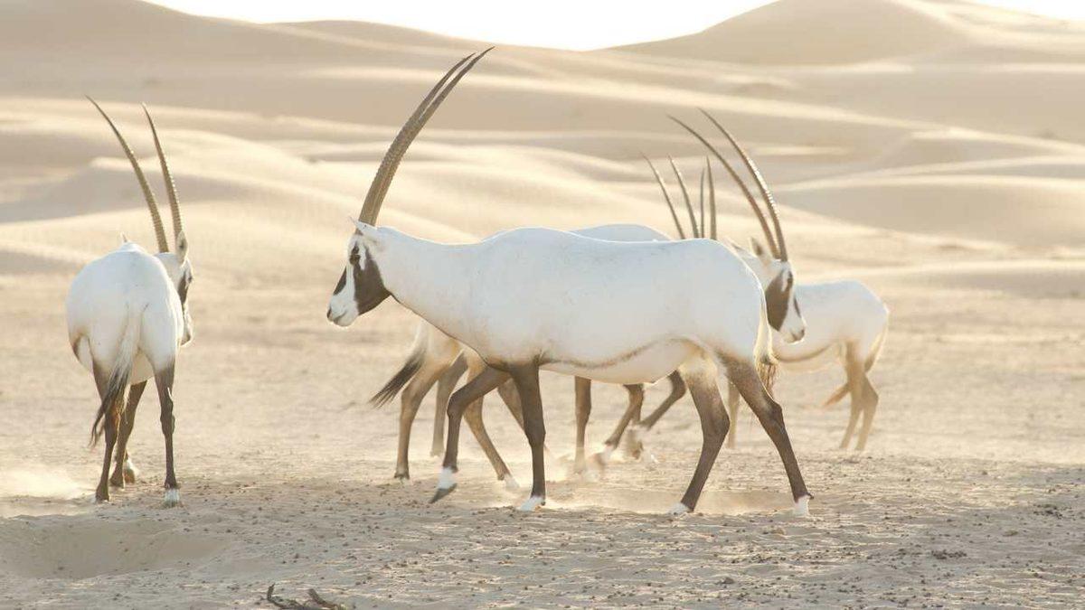 Netflix’ten Annelerin de Çocuklarıyla Birlikte İzleyebileceği 7 Yapım Önerisi