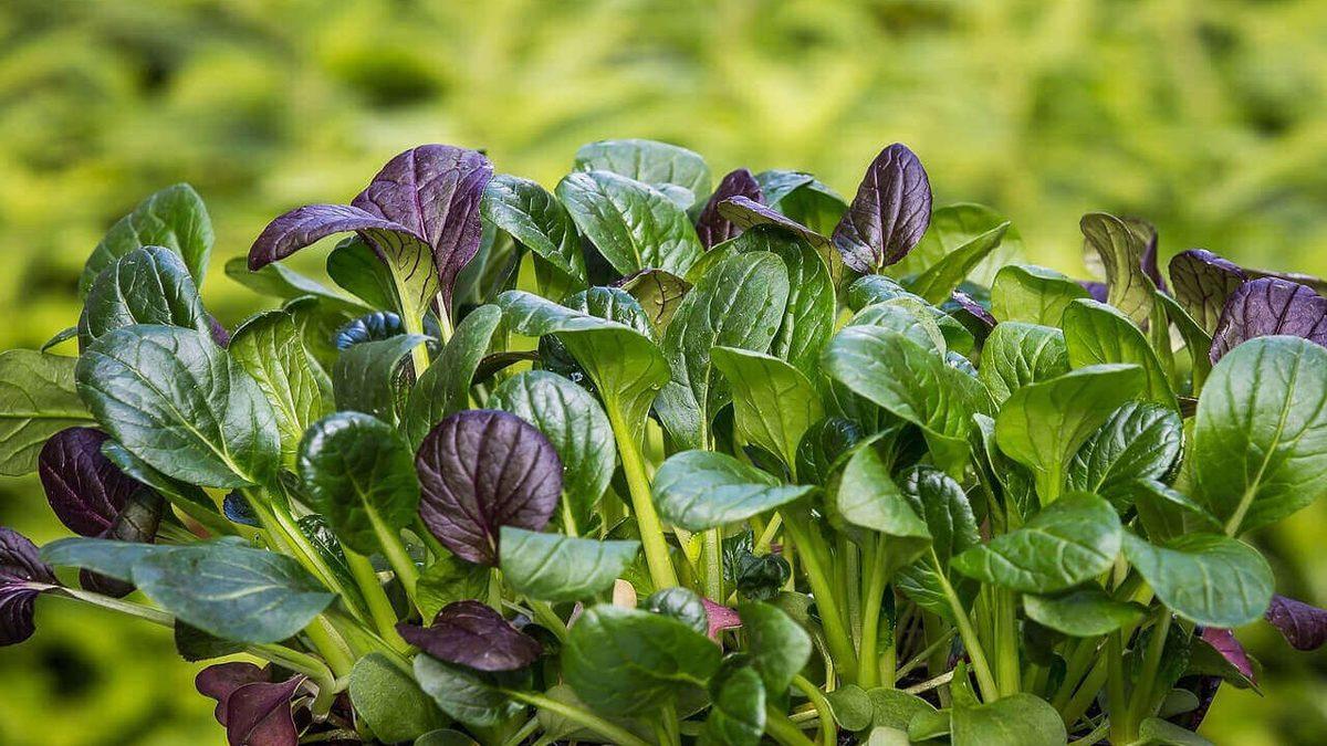 Bilim İnsanları, E-Posta Gönderebilen Ispanaklar Yetiştirmeye Başladı