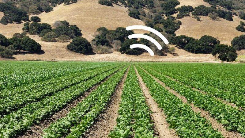 Bilim İnsanları, E-Posta Gönderebilen Ispanaklar Yetiştirmeye Başladı