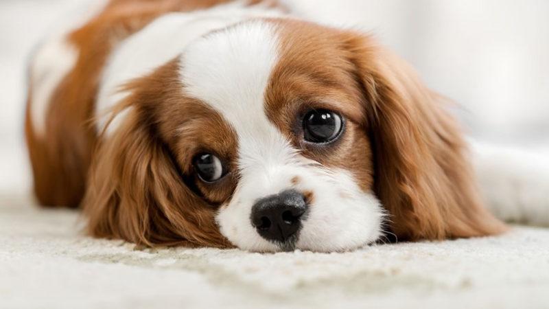 Yavru Köpekleri Neden Bu Kadar Çok Sevdiğimiz Bilimsel Olarak Açıklandı: Bunu da Biz Yapmışız(!)