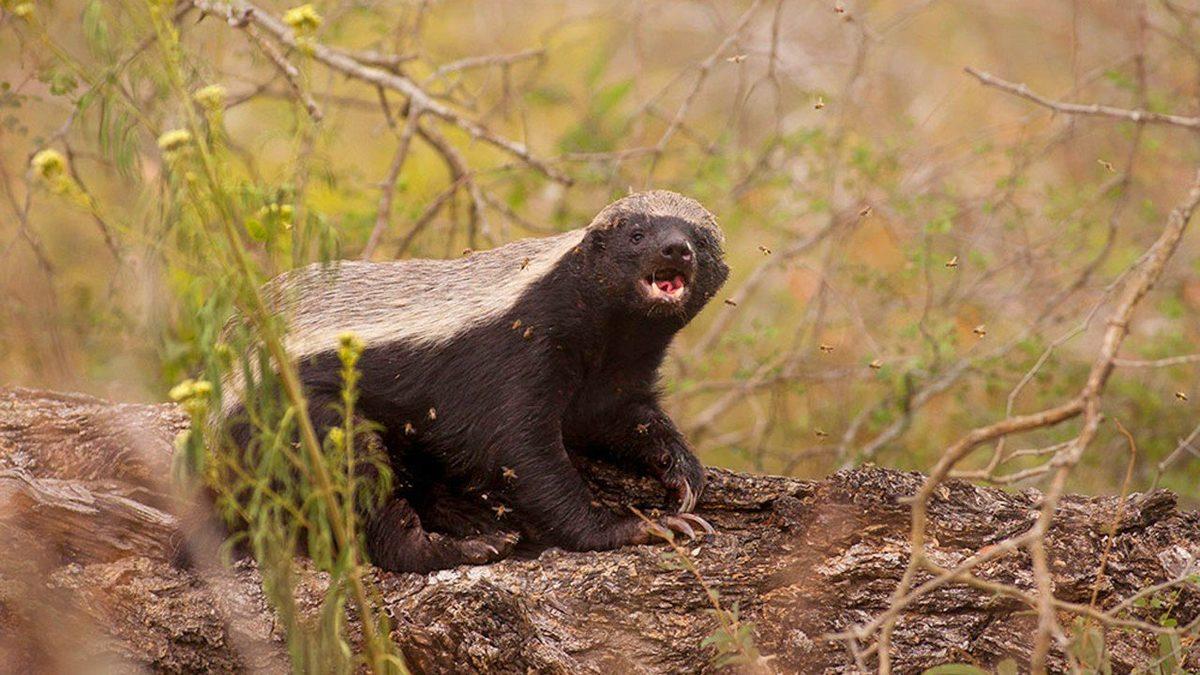 Kapıdan Kovsan Bacadan Giren ve ‘Dünyanın En Korkusuz Hayvanı’ Seçilen Bal Porsuğu Hakkında 11 İlginç Bilgi