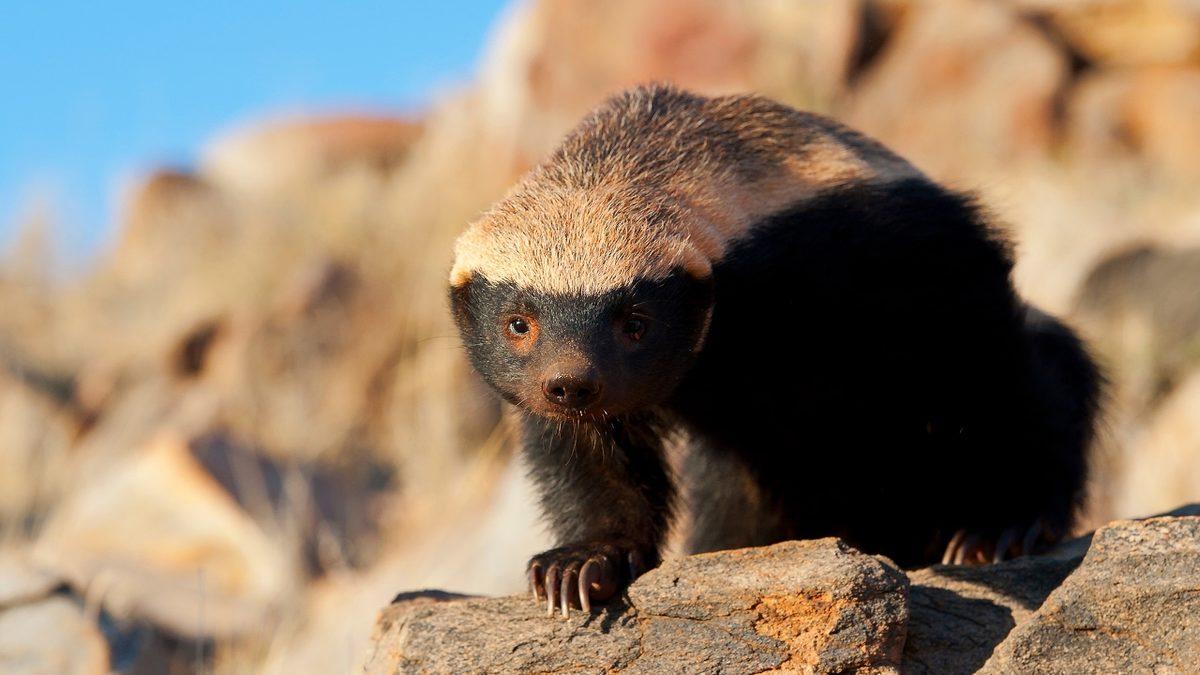Kapıdan Kovsan Bacadan Giren ve ‘Dünyanın En Korkusuz Hayvanı’ Seçilen Bal Porsuğu Hakkında 11 İlginç Bilgi