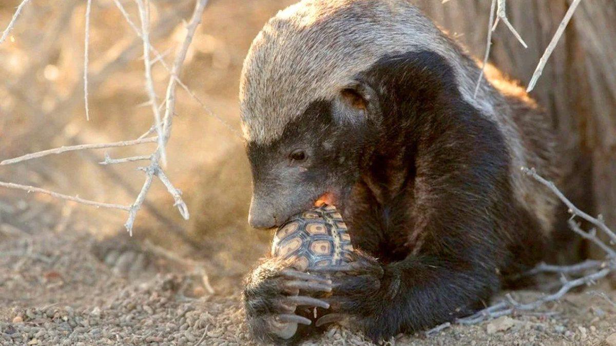 Kapıdan Kovsan Bacadan Giren ve ‘Dünyanın En Korkusuz Hayvanı’ Seçilen Bal Porsuğu Hakkında 11 İlginç Bilgi