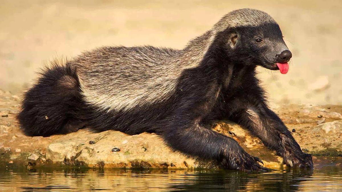 Kapıdan Kovsan Bacadan Giren ve ‘Dünyanın En Korkusuz Hayvanı’ Seçilen Bal Porsuğu Hakkında 11 İlginç Bilgi