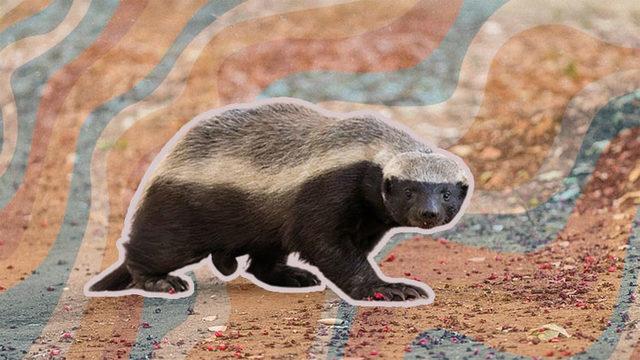 Kapıdan Kovsan Bacadan Giren ve ‘Dünyanın En Korkusuz Hayvanı’ Seçilen Bal Porsuğu Hakkında 11 İlginç Bilgi