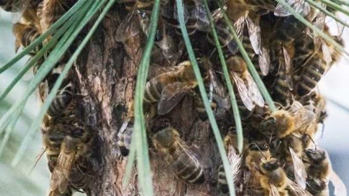 Aslında Böcek Dışkısı Yiyormuşuz: Çiçeği Bile Olmayan Çam Ağacından Nasıl Bal Üretiliyor?