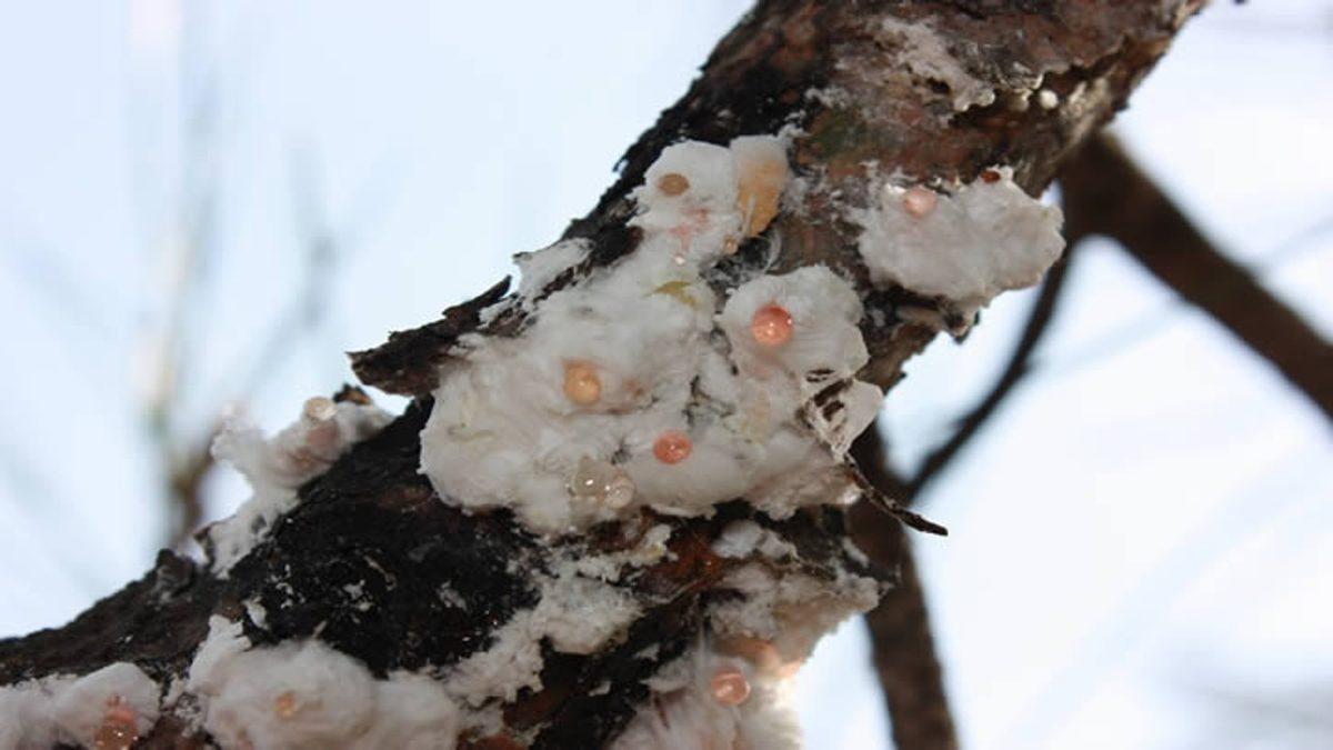 Aslında Böcek Dışkısı Yiyormuşuz: Çiçeği Bile Olmayan Çam Ağacından Nasıl Bal Üretiliyor?