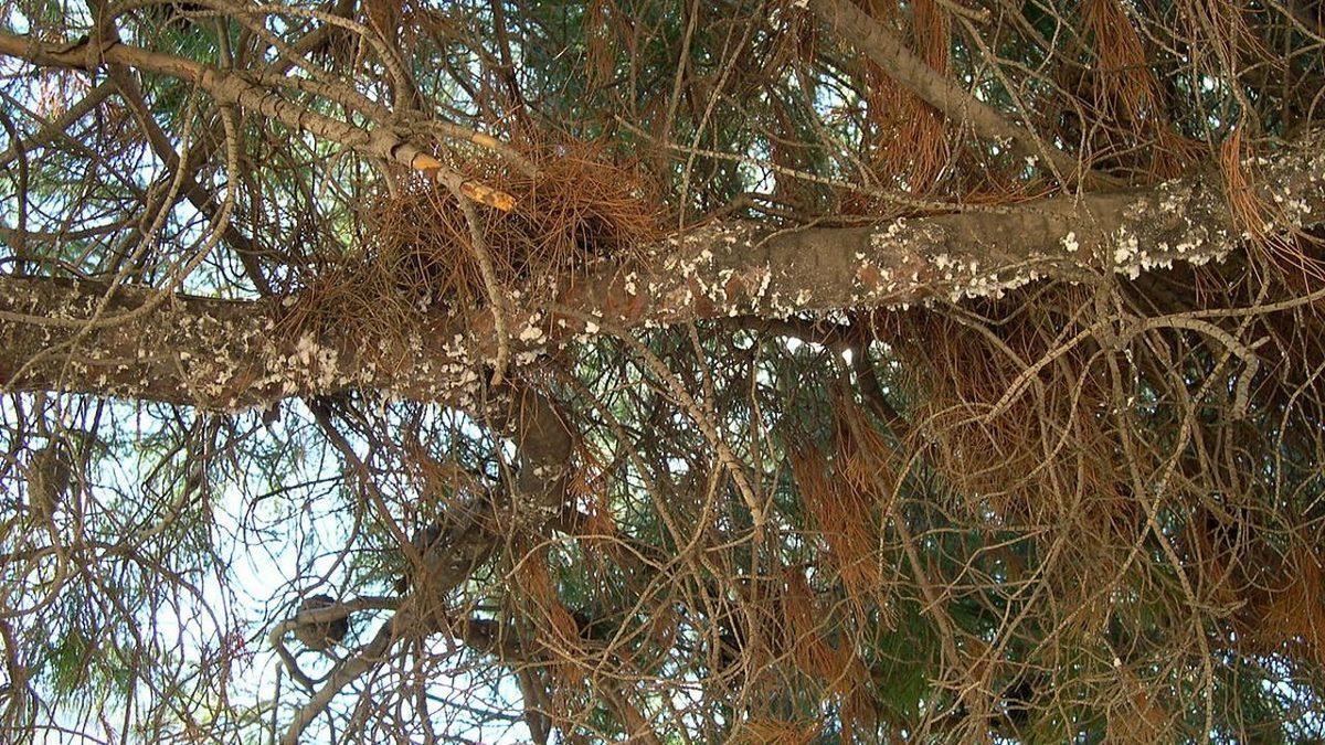 Aslında Böcek Dışkısı Yiyormuşuz: Çiçeği Bile Olmayan Çam Ağacından Nasıl Bal Üretiliyor?