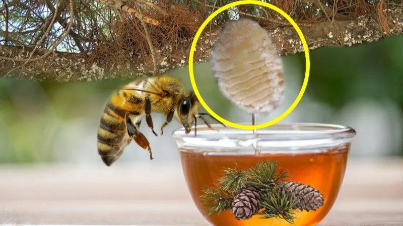 Aslında Böcek Dışkısı Yiyormuşuz: Çiçeği Bile Olmayan Çam Ağacından Nasıl Bal Üretiliyor?