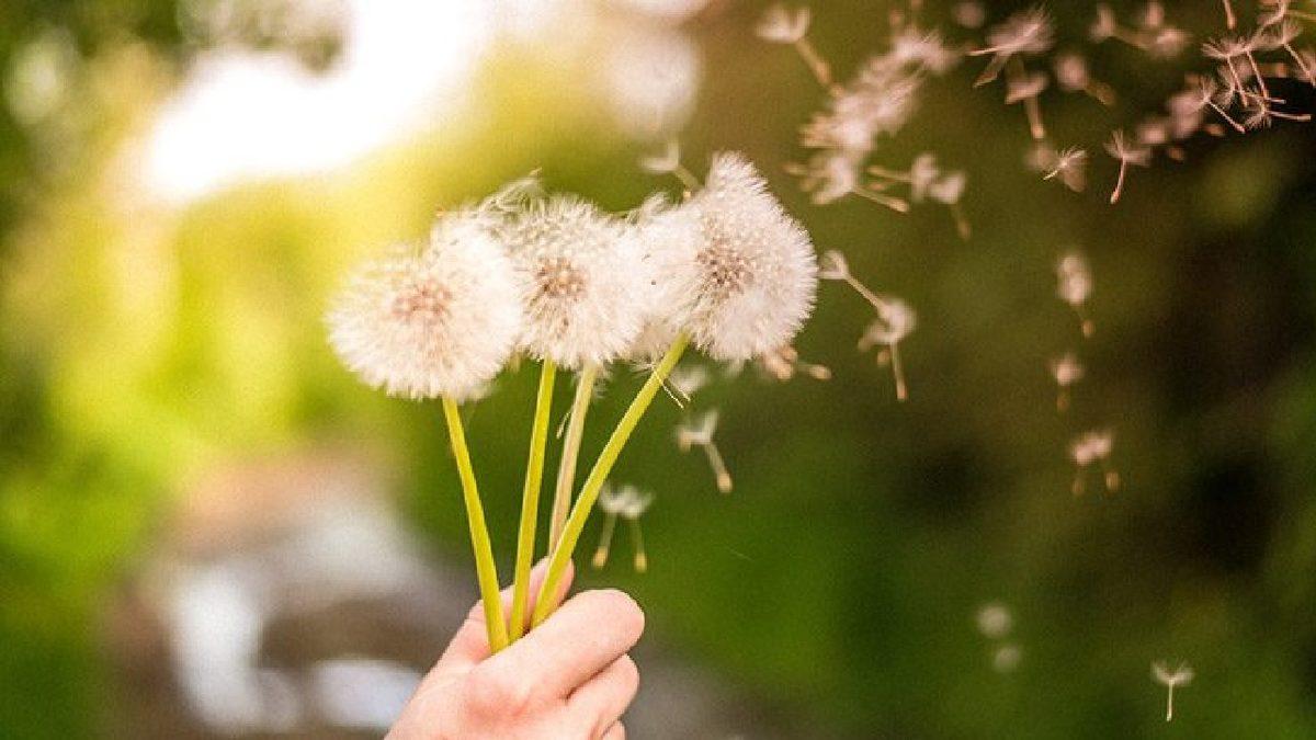 Hapşırmaktan Ciğerleri Bırakmamıza Neden Olan Bahar Alerjisinden Korunmanın Yolları Nelerdir?