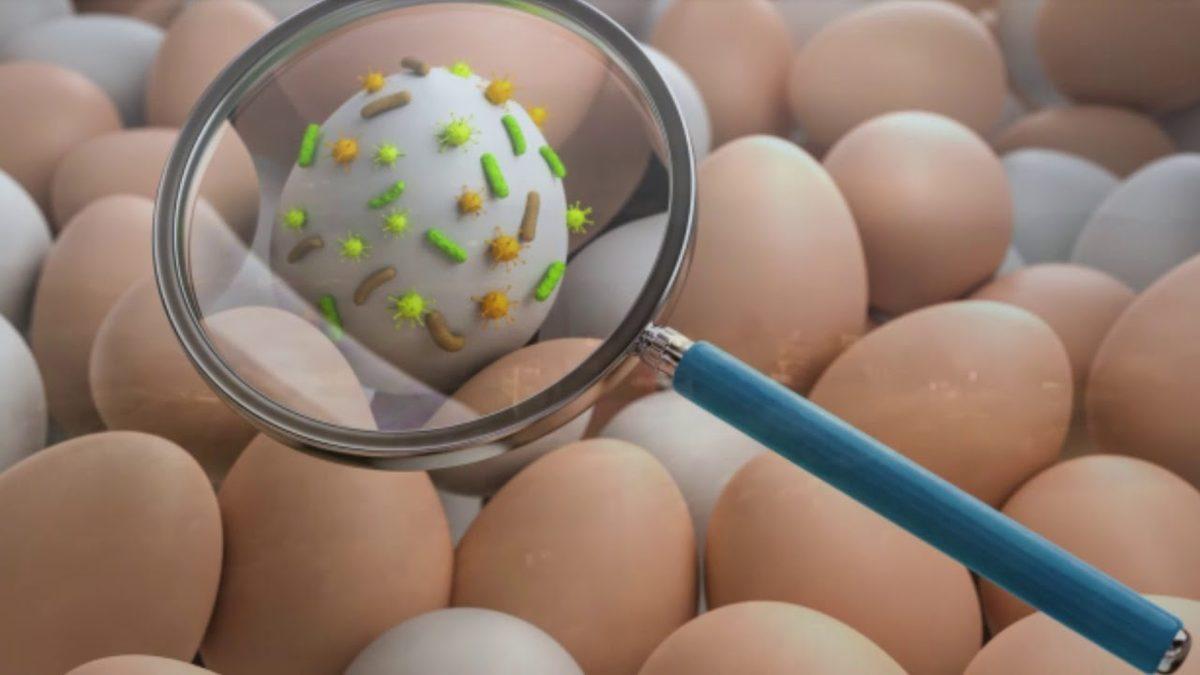 Kinder Çikolataların Toplatılmasına Sebep Olan Tehlike: ’Salmonella’ Nedir, Belirtileri Nelerdir?