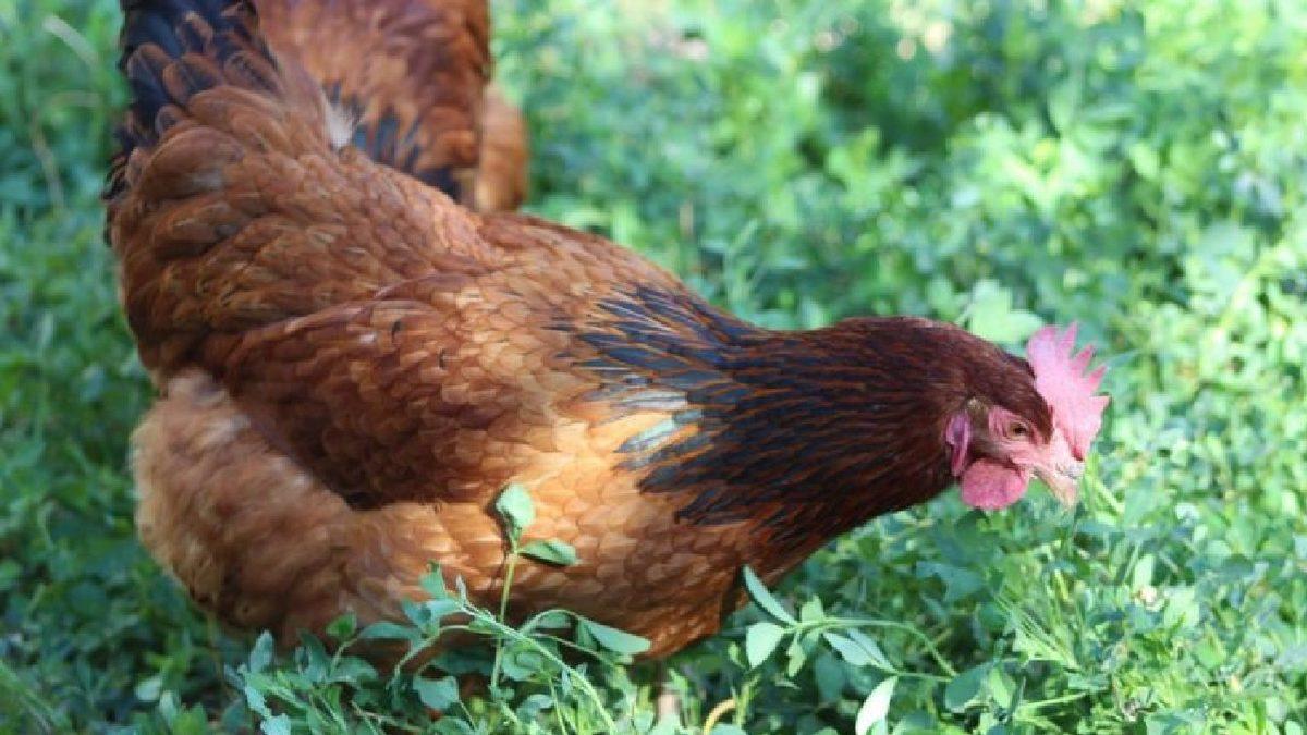 Kandırılmışız: Kahverengi Yumurtalar Beyaz Yumurtalardan Neden Daha Pahalı?