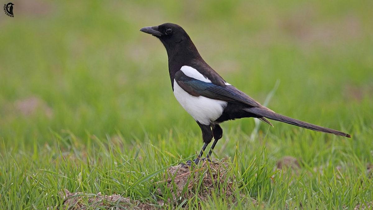Bazı İnsanların Toprak, Kalem Ucu, Kâğıt Gibi Nesneleri Dişleme Arzusunun Sebebi Nedir?