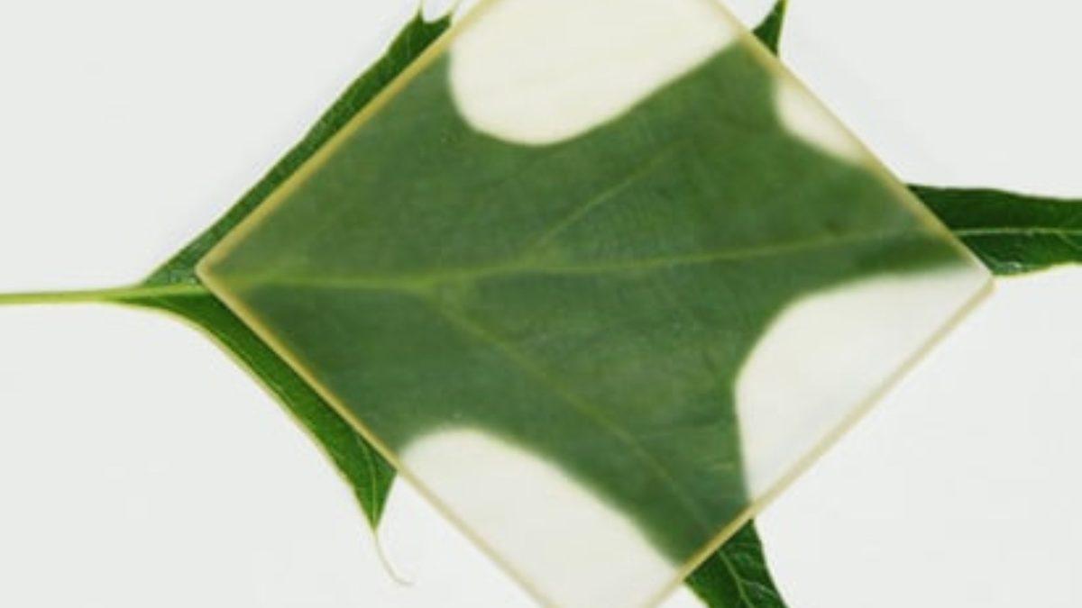 ABD’li Bilim İnsanları, Ahşabı Şeffaf Hale Getirmeyi Başardı