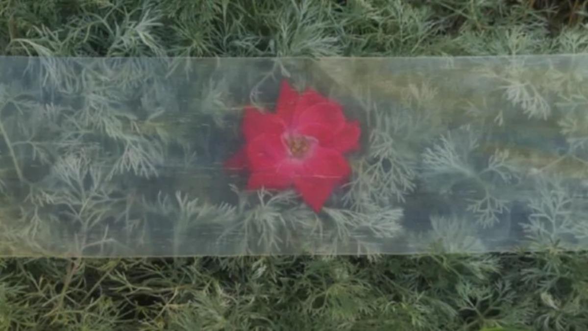 ABD’li Bilim İnsanları, Ahşabı Şeffaf Hale Getirmeyi Başardı