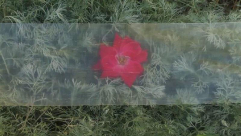 ABD’li Bilim İnsanları, Ahşabı Şeffaf Hale Getirmeyi Başardı