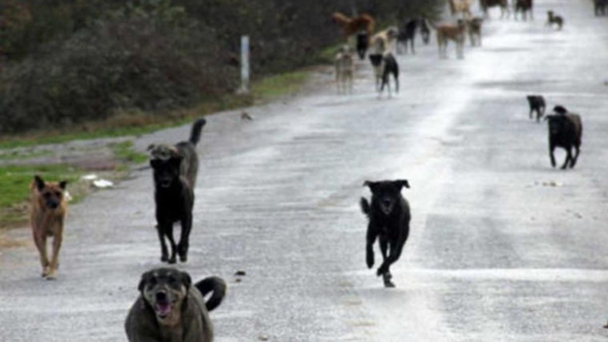 Bir Grup Twitter Kullanıcısının Sokak Hayvanlarına Komplo Kurduğu İddia Edildi: "Köpekleri Dürtüp, Kendimize Saldırtalım"