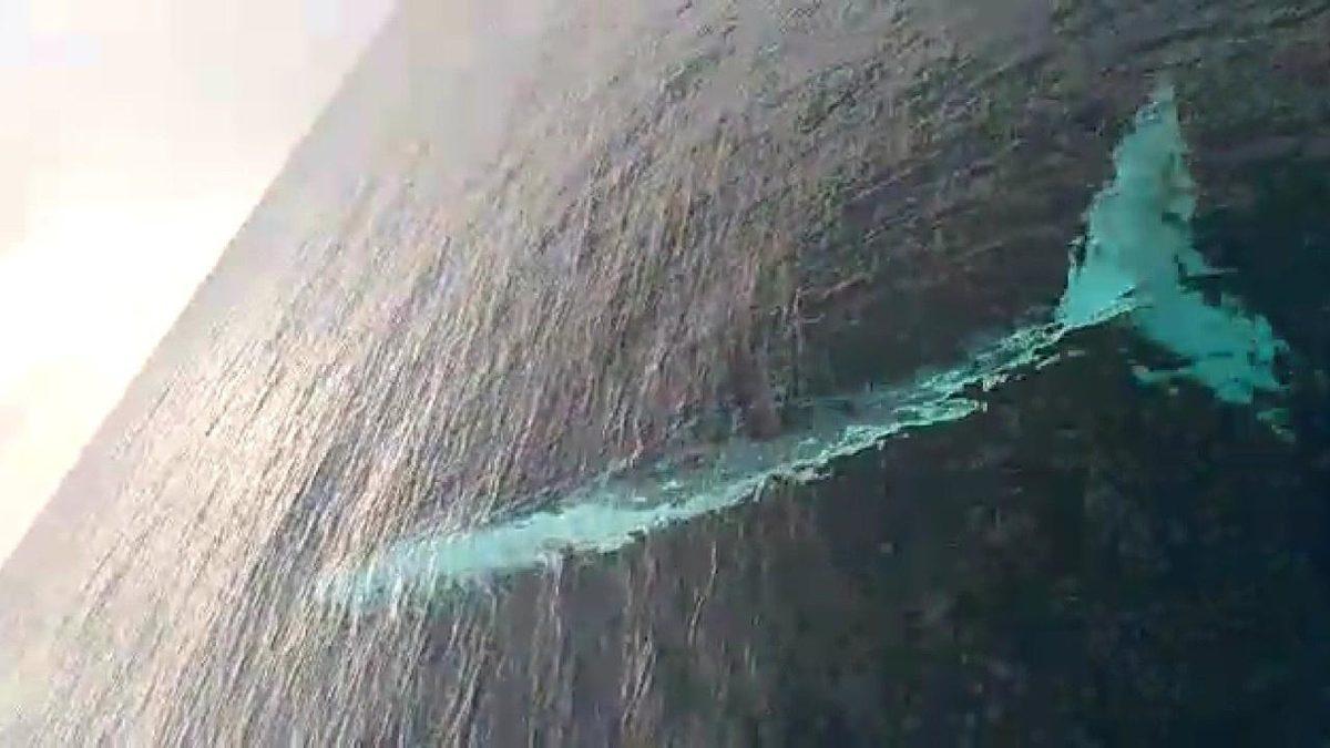 Adana’da 15 Metre Uzunluğa Sahip, Dünyanın En Büyük İkinci Balina Türü Görüldü [Video]