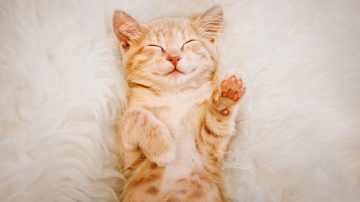 Kedilerin Taşıdığı Bir Parazit, İnsanlarda Şizofreni Gibi Psikolojik Rahatsızlıklara Neden Olabilir mi? (Cevabı Biraz Karışık)