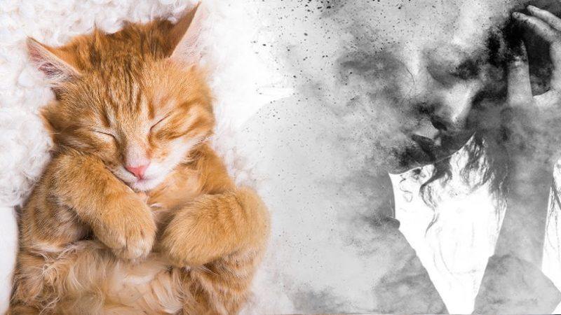 Kedilerin Taşıdığı Bir Parazit, İnsanlarda Şizofreni Gibi Psikolojik Rahatsızlıklara Neden Olabilir mi? (Cevabı Biraz Karışık)