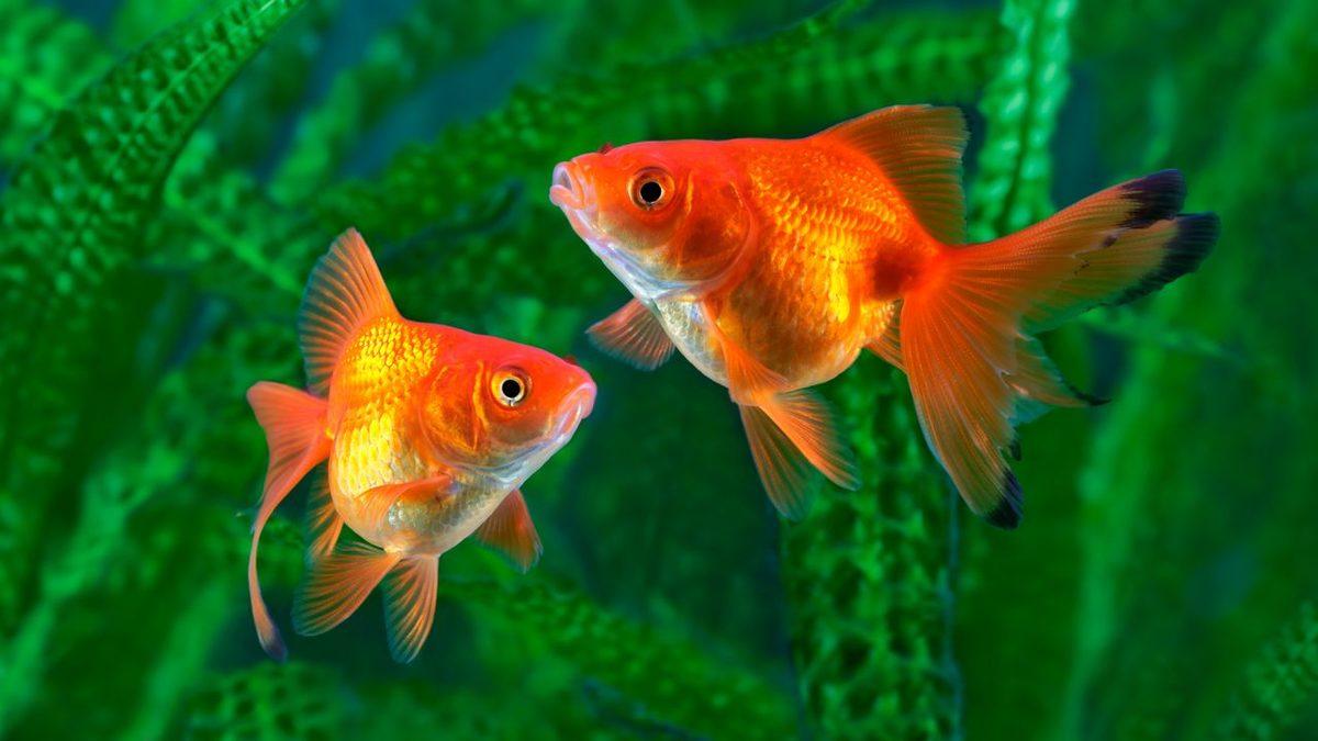 Sessiz ve Sevimli Dostlarımız Japon Balıklarının Bakımı Hakkında Bilmeniz Gereken 8 Bilgi