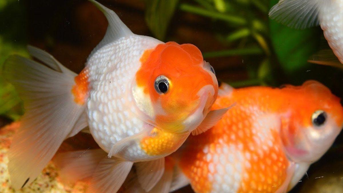 Sessiz ve Sevimli Dostlarımız Japon Balıklarının Bakımı Hakkında Bilmeniz Gereken 8 Bilgi