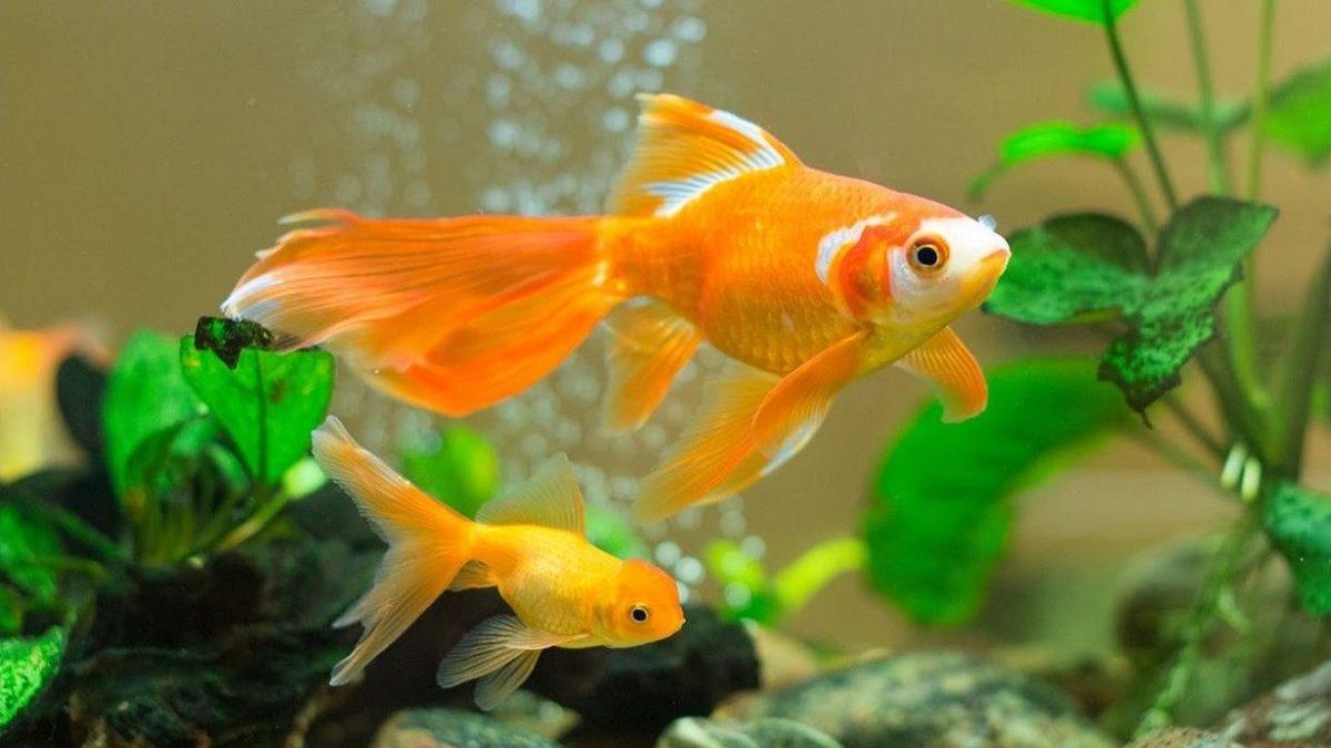 Sessiz ve Sevimli Dostlarımız Japon Balıklarının Bakımı Hakkında Bilmeniz Gereken 8 Bilgi