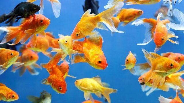 Sessiz ve Sevimli Dostlarımız Japon Balıklarının Bakımı Hakkında Bilmeniz Gereken 8 Bilgi
