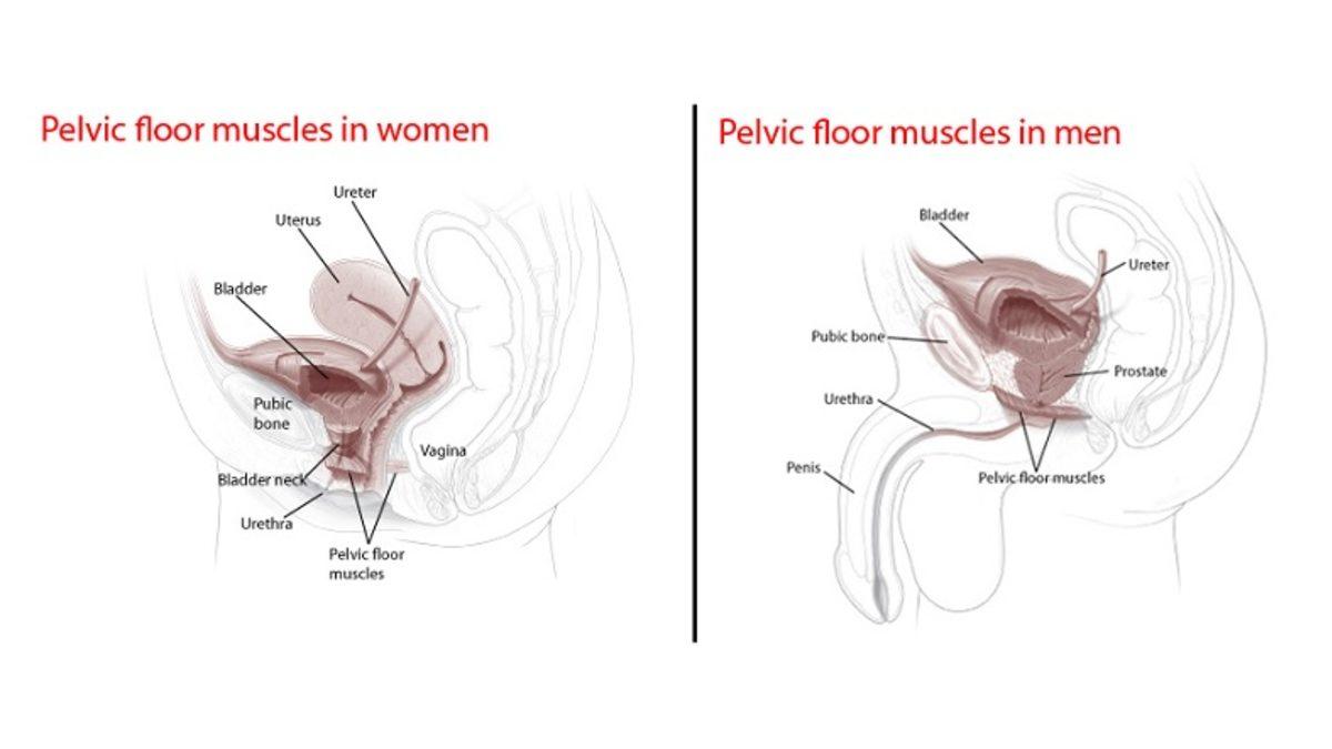 Pelvik Taban Kaslarınızı Güçlendirerek Hayat Kalitenizi Artıran Kegel Egzersizi Nedir, Ne İşe Yarar, Nasıl Yapılır?