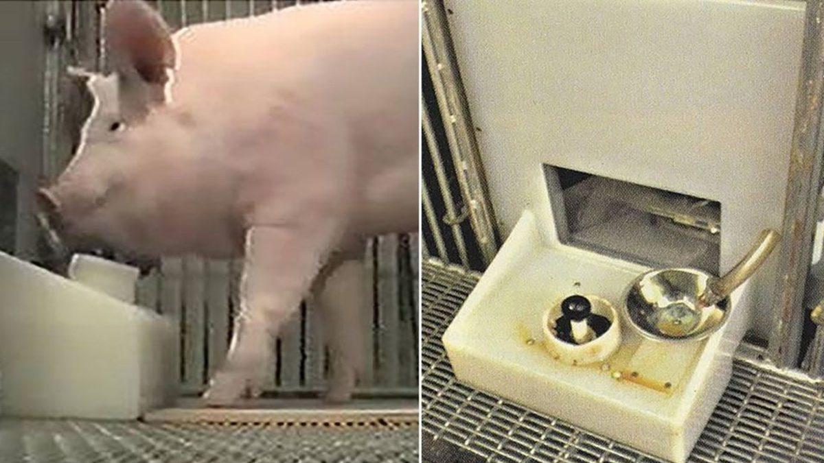 Bilim İnsanları, Domuzlara Burunları İle Video Oyunu Oynamayı Öğretti