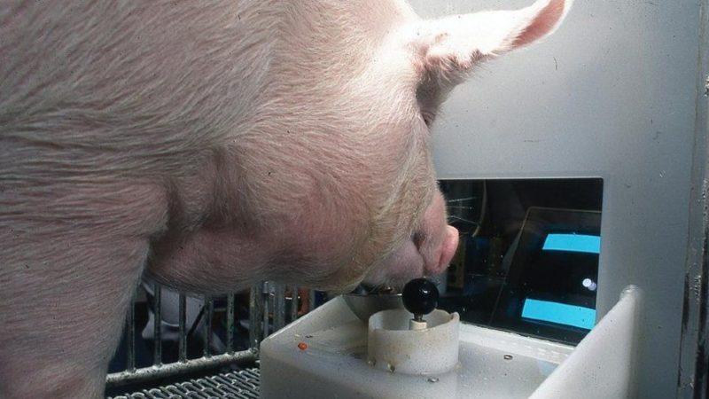 Bilim İnsanları, Domuzlara Burunları İle Video Oyunu Oynamayı Öğretti