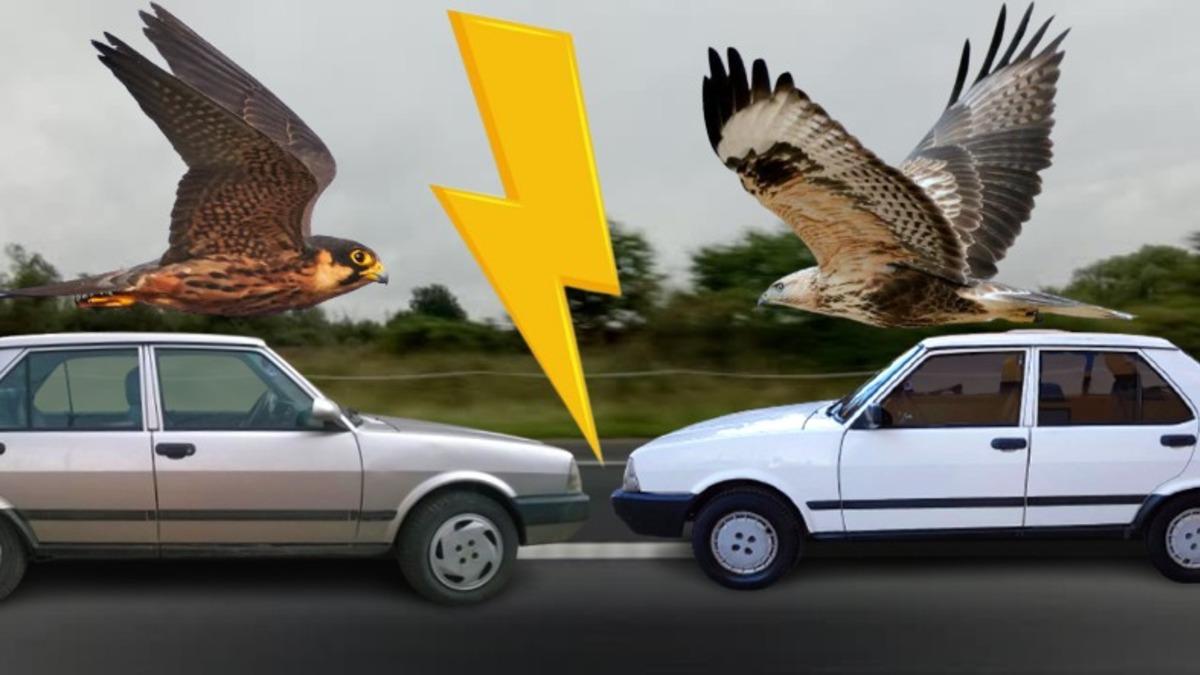 Trafiğin Bitki Örtüsü Şahin ve Doğan Arabaları Arasındaki Çok da Bilinmeyen Farklar
