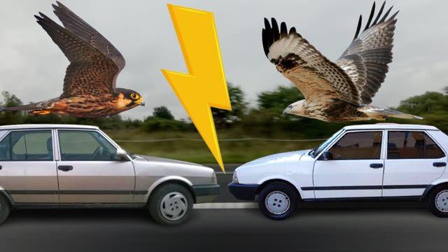 Trafiğin Bitki Örtüsü Şahin ve Doğan Arabaları Arasındaki Çok da Bilinmeyen Farklar