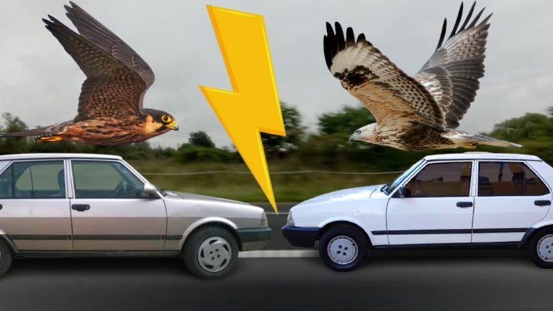 Trafiğin Bitki Örtüsü Şahin ve Doğan Arabaları Arasındaki Çok da Bilinmeyen Farklar