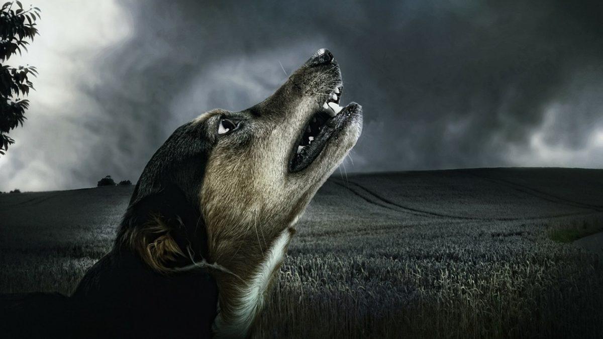 Köpekler Ezan Sesini Duyduklarında Neden Ulumaya Başlar?