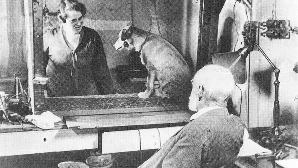 Köpekler Ezan Sesini Duyduklarında Neden Ulumaya Başlar?