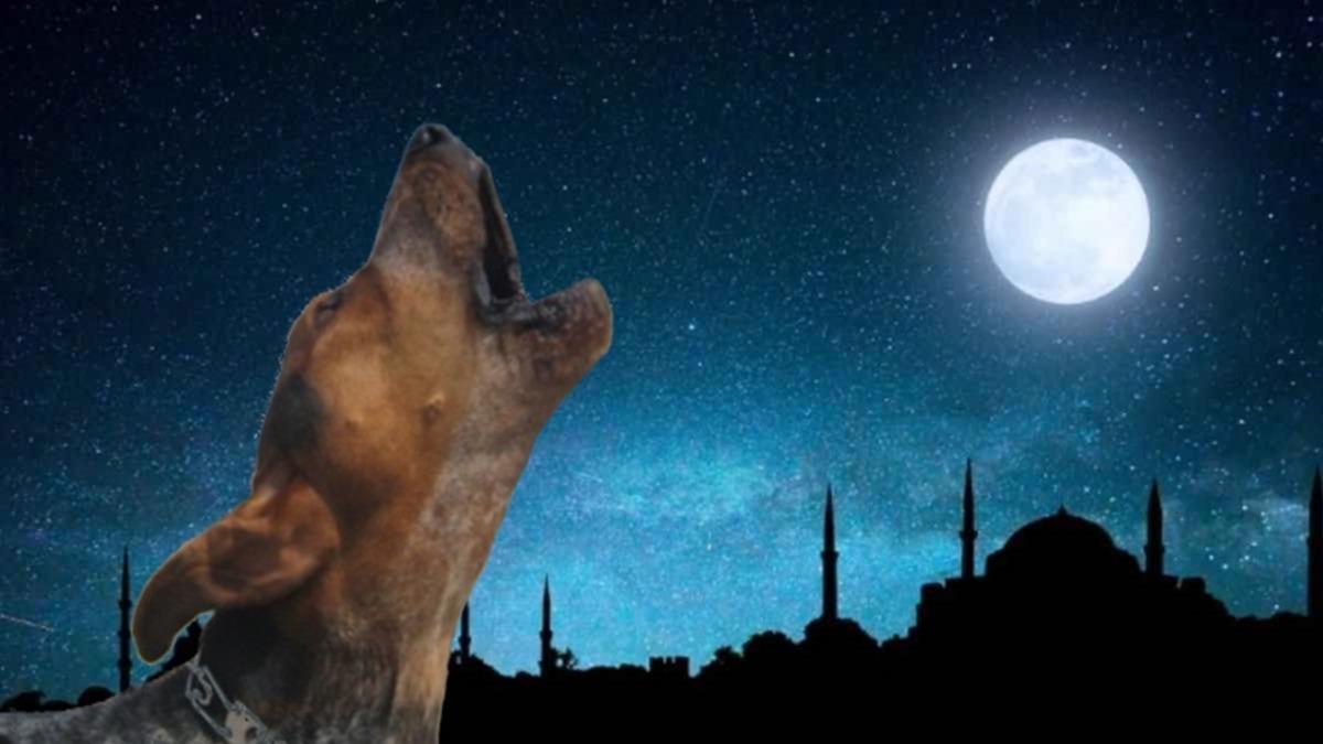 Köpekler Ezan Sesini Duyduklarında Neden Ulumaya Başlar?
