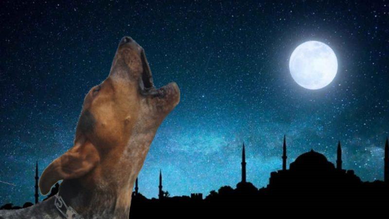 Köpekler Ezan Sesini Duyduklarında Neden Ulumaya Başlar?